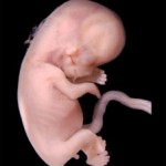 одиннадцатая неделя беременности