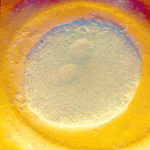 вторая неделя беременности