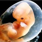 пятая неделя беременности