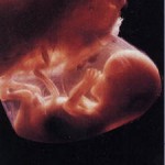 16 неделя беременности