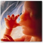 20 неделя беременности