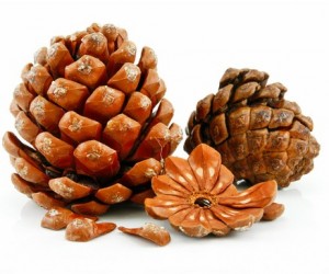 древесные ароматы