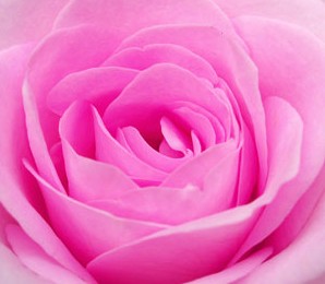 цветочные ароматы